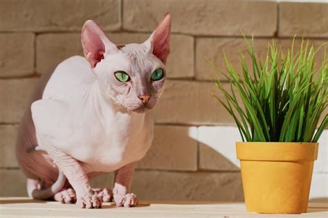 sphynx cat names|More.